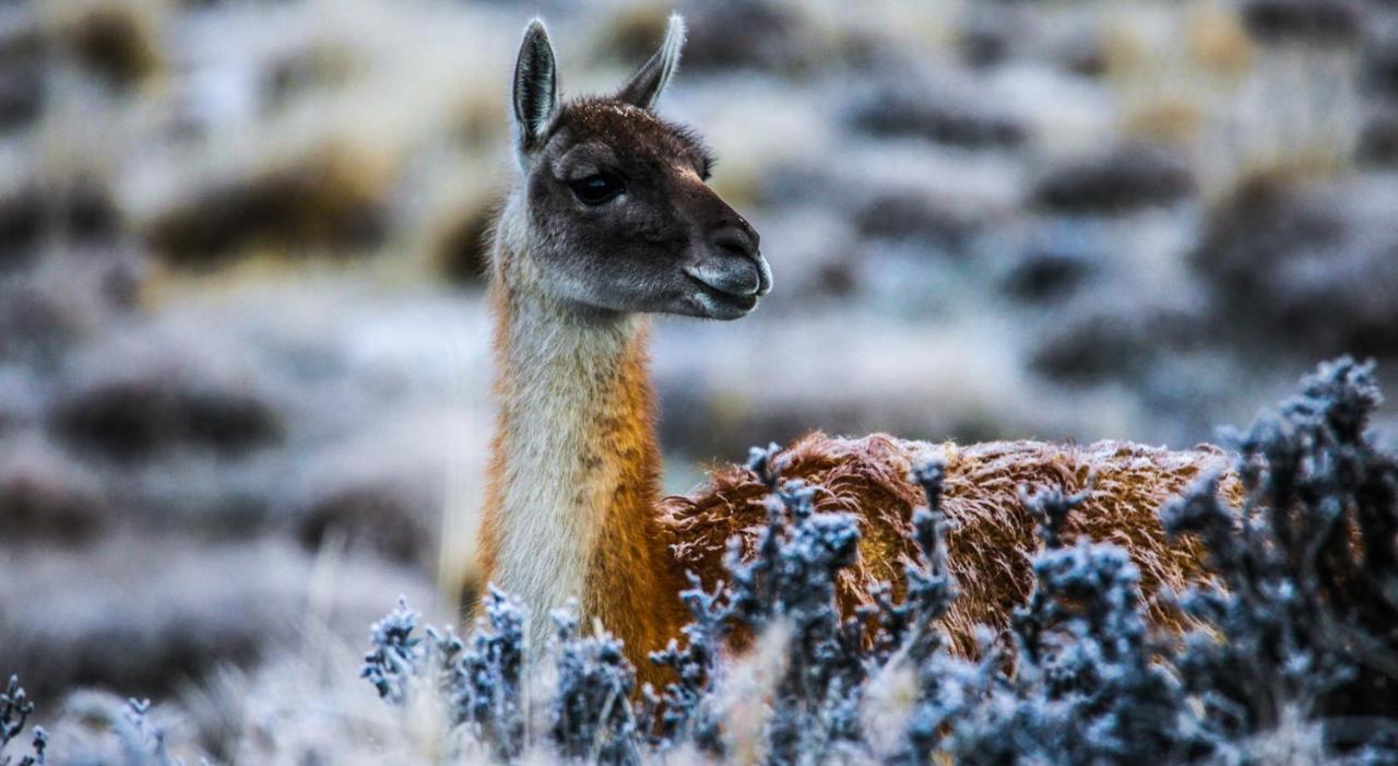 Rio Serrano Hotel + Spa Torres del Paine National Park Bagian luar foto
